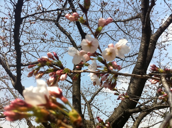 sakura0331.png